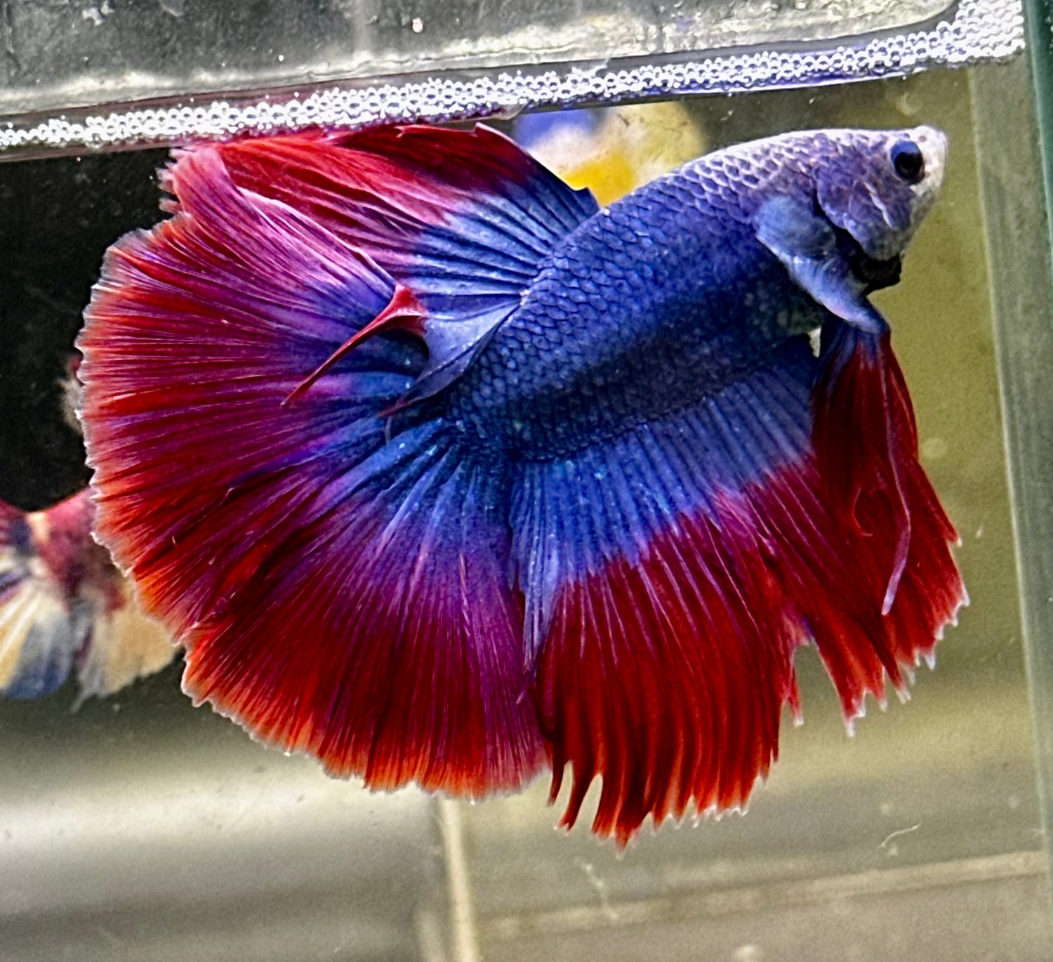Bettas machos (male)