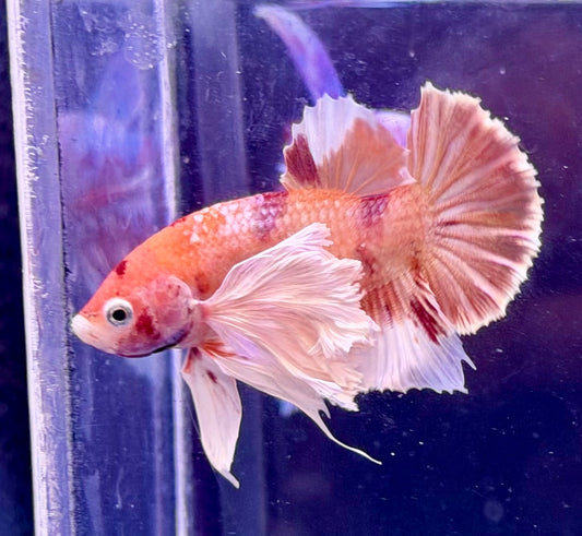 Betta Dumbo Halfmoon Rosetail Naranja Salmón - Macho Foto Real